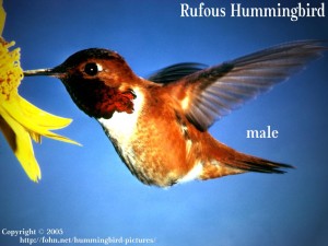 Bird, Hummingbird