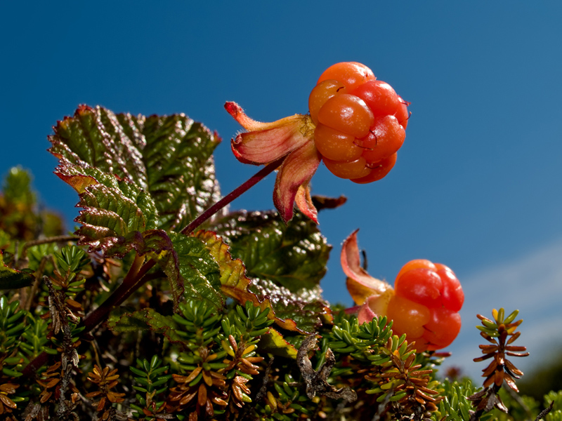 cloudberry