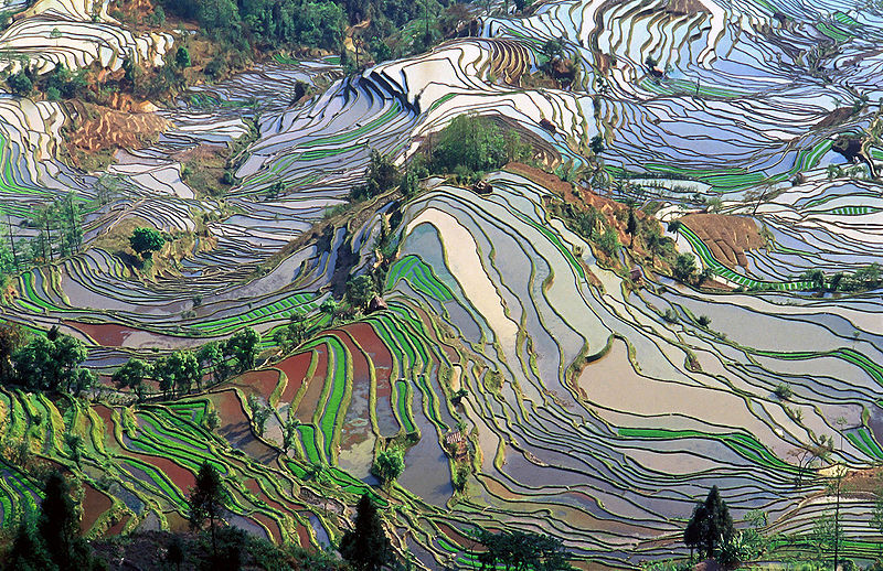 ricefieldyunnanchina1