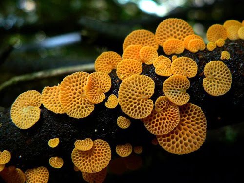orange-pore-fungus