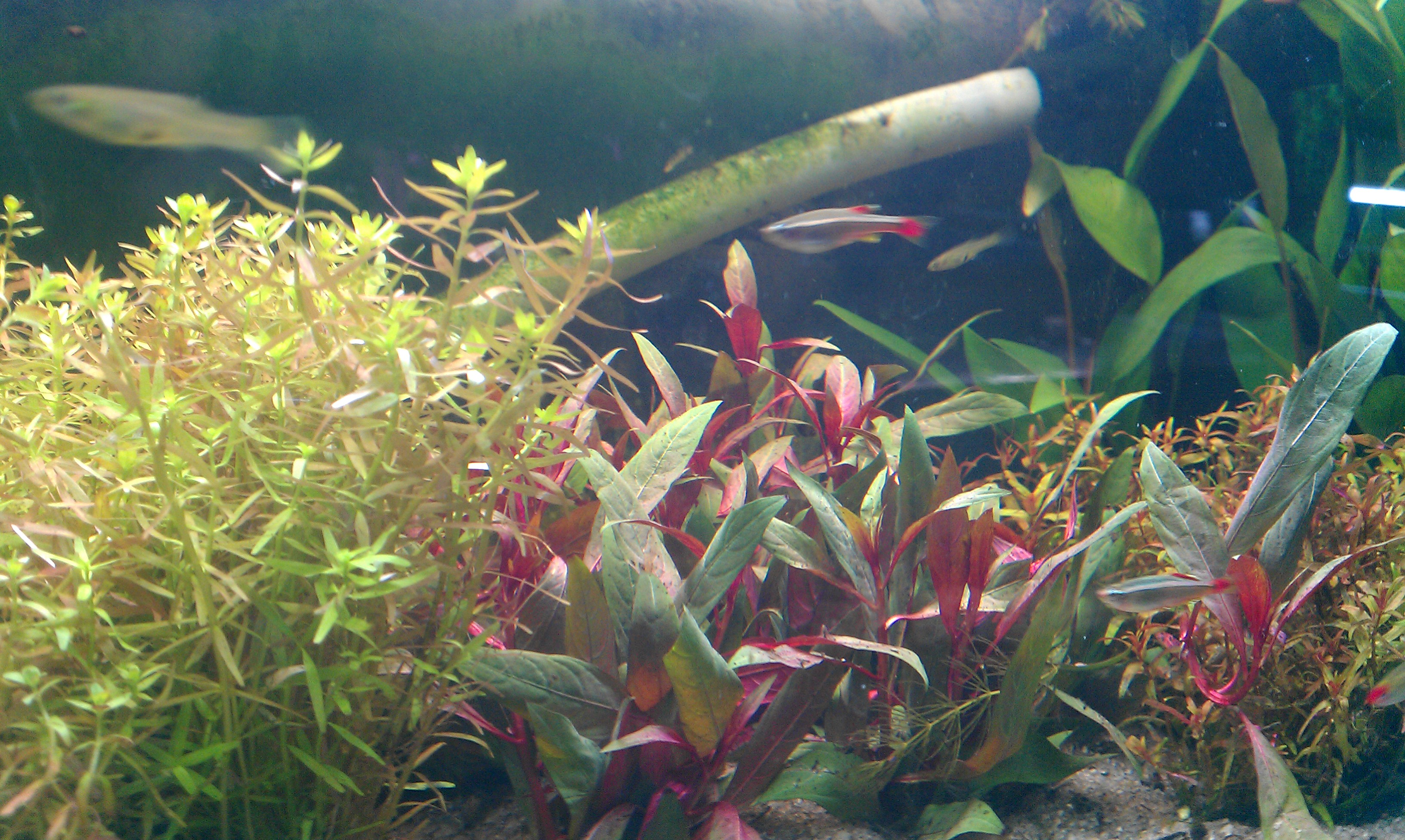fishies