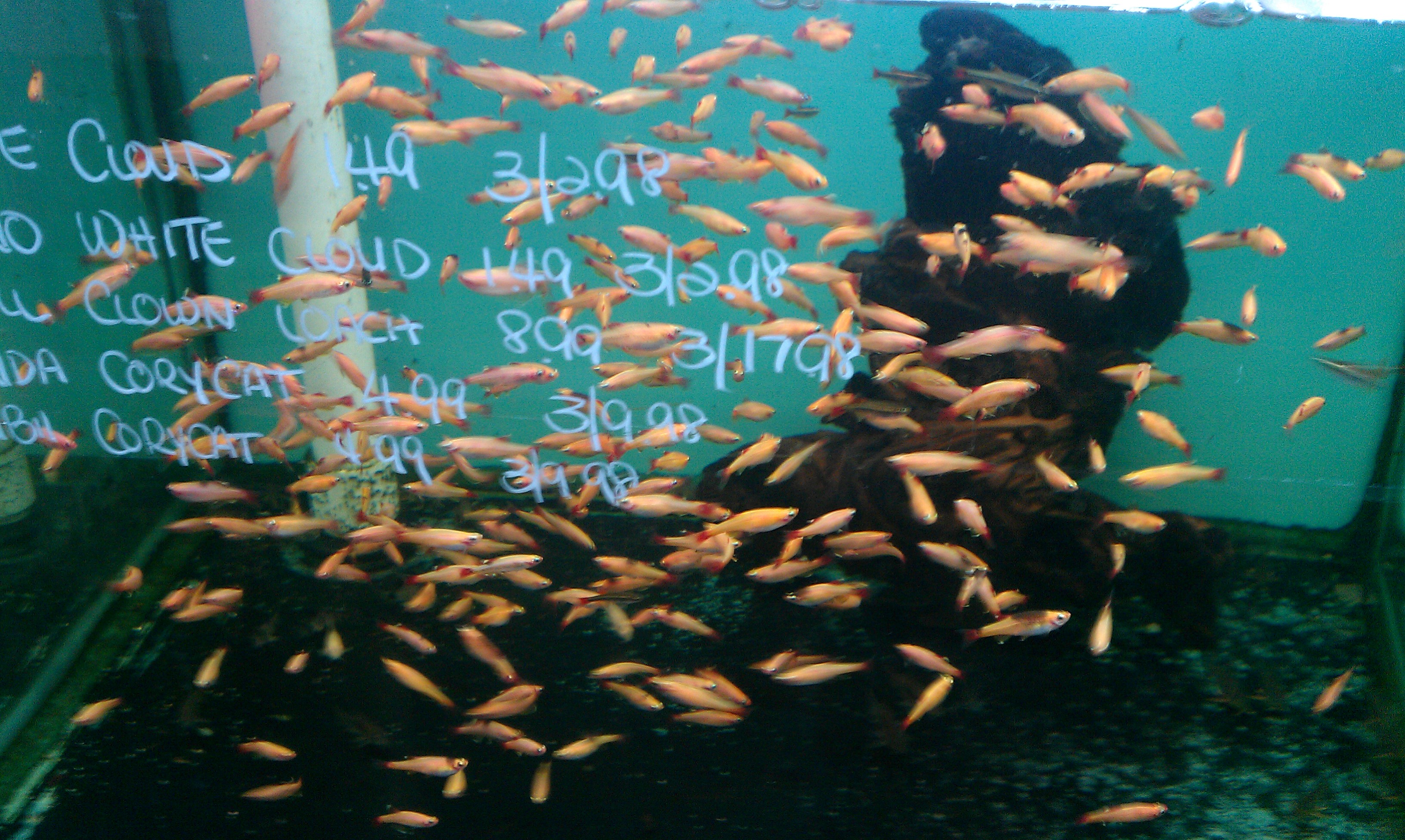 orange-fishies